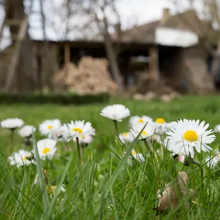Goldhammer Neuburg (Mecklenburg-Vorpommern)