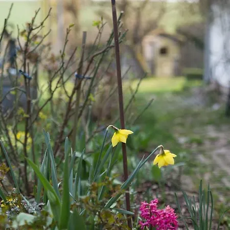 Goldhammer * Neuburg (Mecklenburg-Vorpommern)